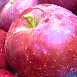 りんごの説明用写真