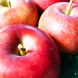 りんごの説明用写真