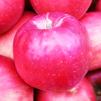 りんごの説明用写真