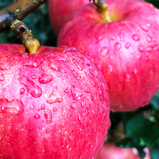 りんごの説明用写真