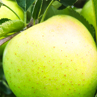 りんごの説明用写真