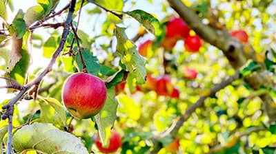 無袋りんごの写真