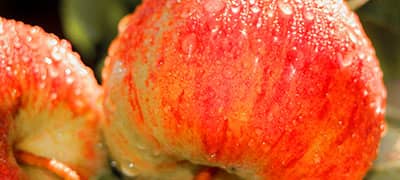 秋晴れの果樹園の写真