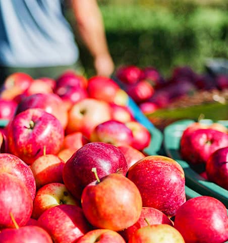 雪景色の果樹園の写真