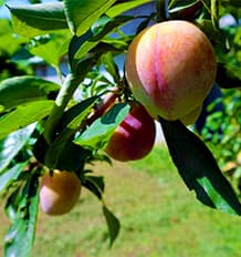 まだ青いすももの写真