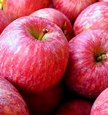 まんまる真っ赤なさんふじりんごの写真
