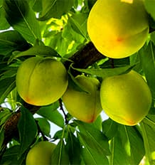 まだまだ青いすももたちの写真