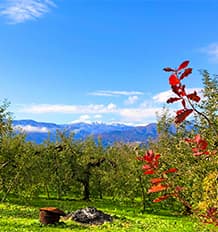 秋晴れの空の下で撮影した果樹園の写真